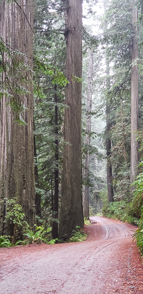 Jedediah Smith Redwoods State Park